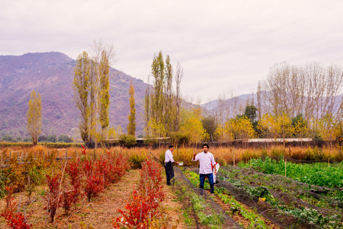 orchard trees green yellow men chef crops red mountains