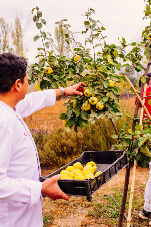 harvest pears man chef tree