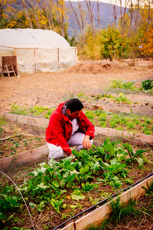 beet orchard green man red Jacket VIK trees