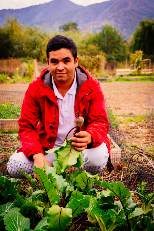 beet orchard green man red Jacket VIK trees