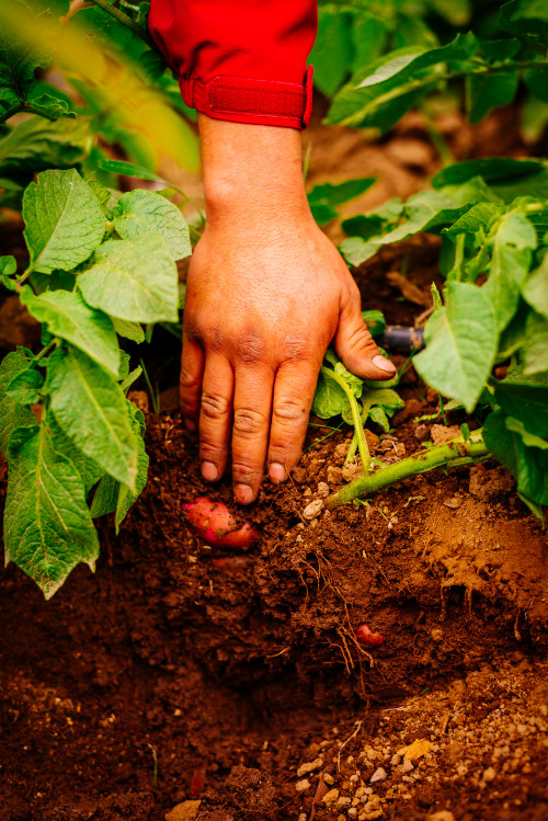 hand orchard vegetables green red jacket ground