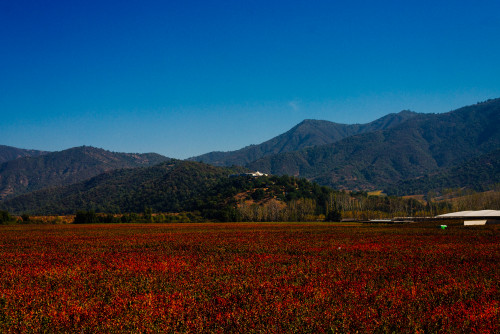 VIK Hotel  exterior bush trees sky blue wine cellar vineyards red valley landscape nature mountains Pavilion restaurant