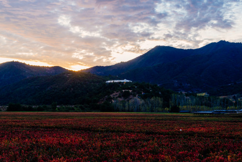 VIK Hotel exterior bush trees sky clouds  vineyards red valley landscape nature mountains Pavilion restaurant sunset