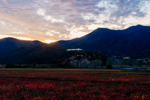 VIK Hotel exterior bush trees sky clouds vineyards red landscape nature mountains Pavilion restaurant sunset