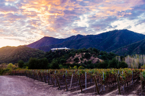 VIK Hotel exterior bush trees sky clouds vineyards path sunset