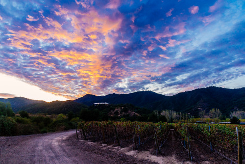 VIK Hotel exterior bush trees sky clouds vineyards path sunset blue