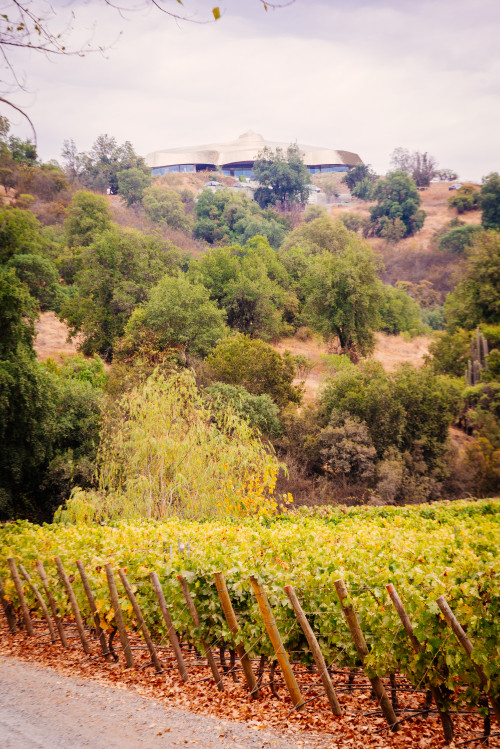 VIK Hotel  exterior bush trees sky clouds cars parking vineyards path