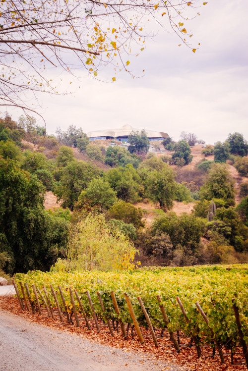 VIK Hotel  exterior bush trees sky clouds cars parking vineyards path