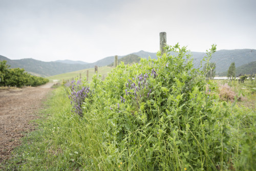 landscape nature mountains green orchard trees lavender sky path