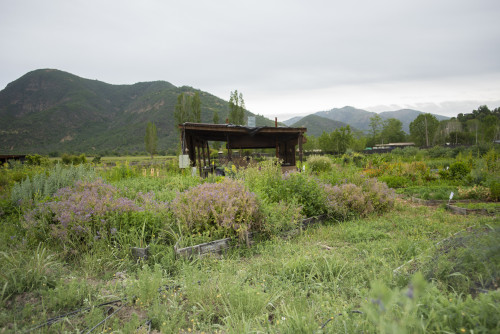 landscape nature mountains green kitchen garden trees yellow flowers sky  herbs purple