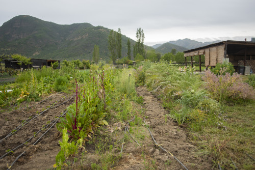 Red chard ground soil vegetables orchard green mountains sky nature landscape artichoke trees