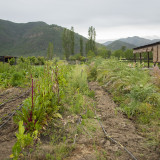 _DSC0553