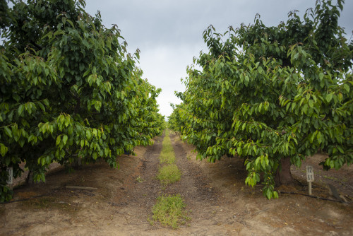 green orchard trees  ground soil path fruit