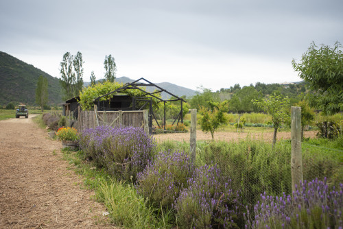 tractor lavender henhouse mountains trees path green yellow orange flowers sky nature