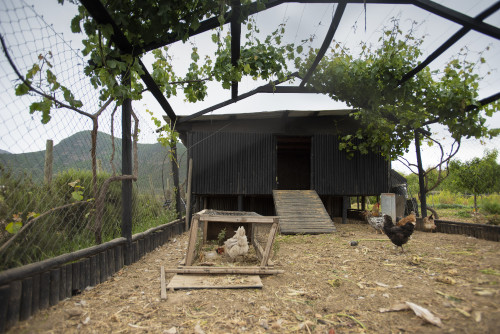 henhouse fowl chicken mountains green rooster