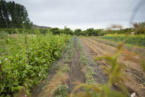 strawberries mountains green kitchen garden trees sky ground soil orchard