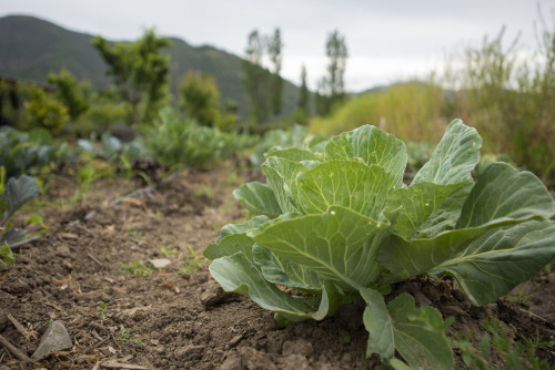green kitchen garden green cabbage ground soil trees mountains