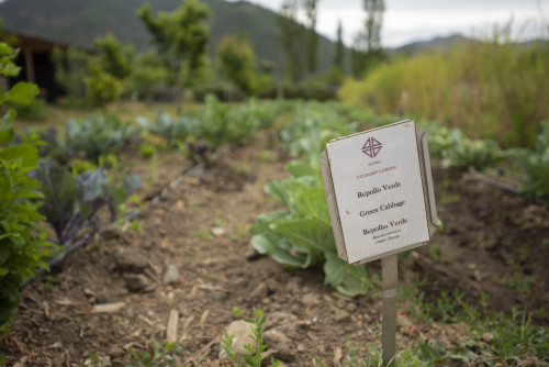 green cabbage sign vegetables kitchen garden