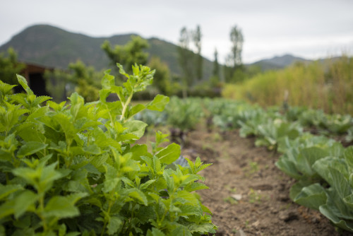 mountains green kitchen garden trees sky green cabbage ground soil herbs