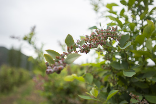 blueberry plant kitchen garden orchard green