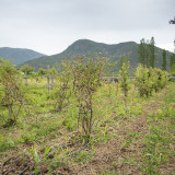 _DSC0587