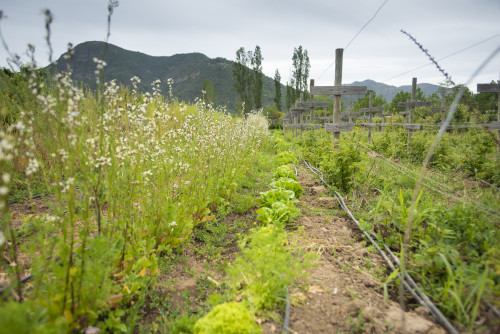 nature mountains green kitchen garden trees white flowers sky lettuce ground soil vegetables