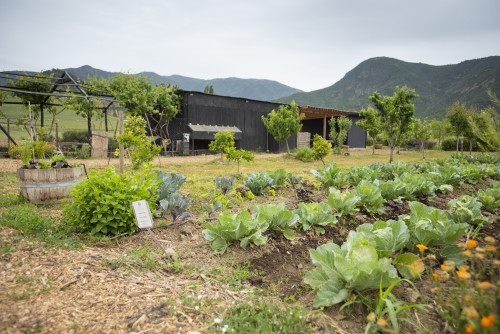 landscape nature mountains green kitchen garden trees yellow flowers sky green cabbage ground soil