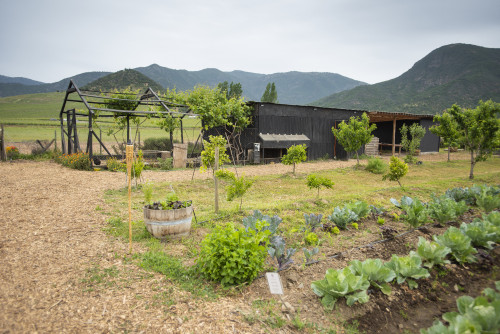 firebrand torch landscape nature mountains green kitchen garden trees sky vegetables cabbage orchard