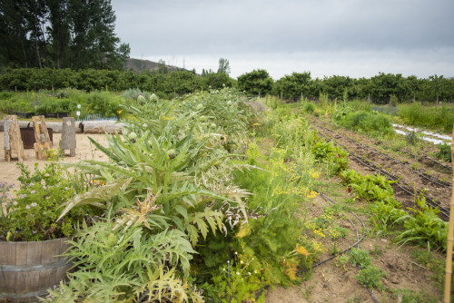 Red chard ground soil vegetables orchard green  sky  artichoke trees plants