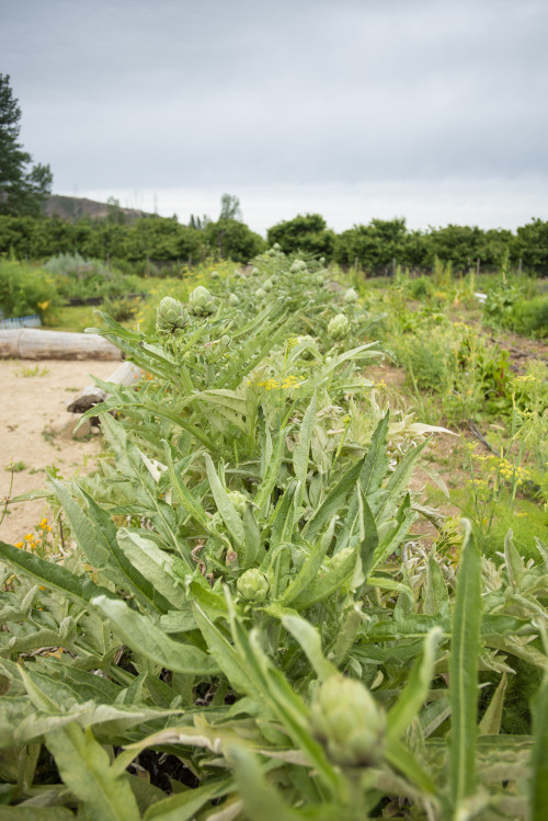 ground soil vegetables orchard green sky  artichoke trees plants