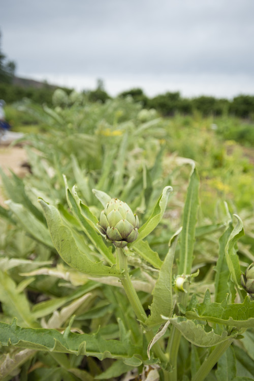 vegetables orchard green  artichoke plants