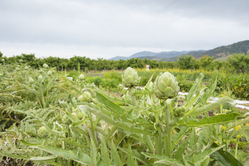 vegetables orchard green mountains sky nature landscape artichoke trees