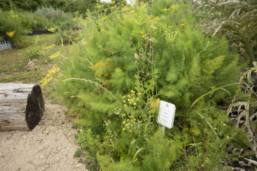 fennel plant green vegetables herbs trunk yellow flowers sign