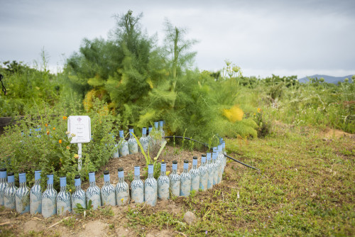 trees yellow green bottle product la piu belle orange plants oregano herb sky