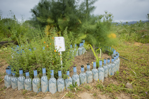 trees yellow green bottle product la piu belle orange plants oregano herb