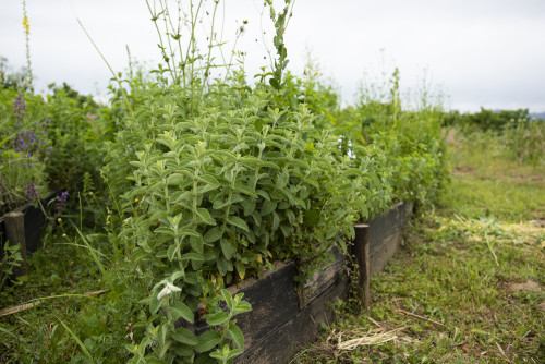 mint herb green lavender
