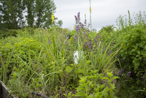 herbs kitchen garden yellow lilac purple flowers vegetables
