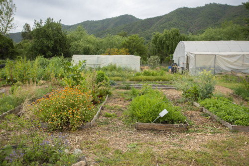 nature mountains green kitchen garden trees yellow orange flowers sky ground soil greenhouse