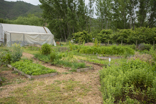 nature mountains green kitchen garden trees yellow flowers vegetables greenhouse herbs