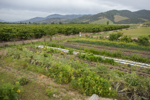 nature mountains green kitchen garden orchard trees vegetables herbs fruit landscape sky clouds