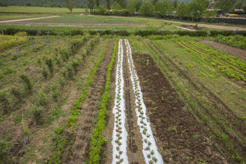 nature  green kitchen garden orchard trees