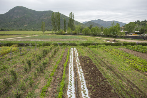 landscape nature mountains green kitchen garden orchard trees