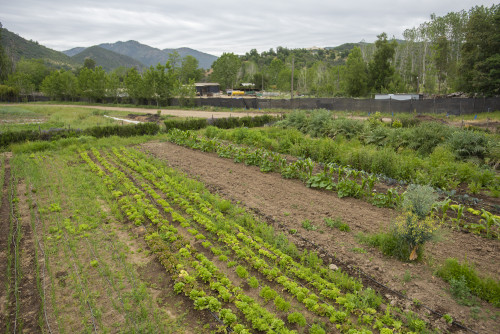 nature mountains green kitchen garden orchard trees vegetables herbs  sky clouds