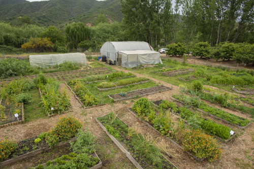 nature mountains green kitchen garden orchard trees vegetables herbs greenhouse yellow orange flowers
