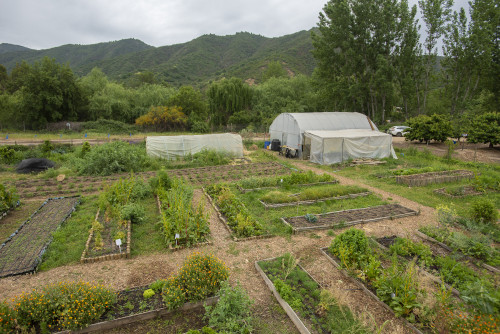 nature mountains green kitchen garden orchard trees vegetables herbs greenhouse yellow orange flowers