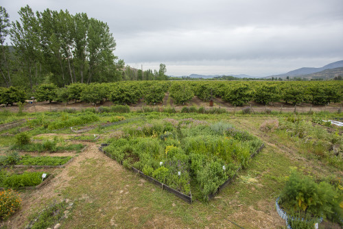 landscape nature mountains green kitchen garden orchard trees vegetables herbs sky clouds