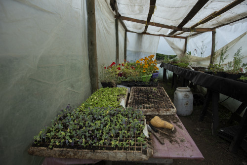 greenhouse plants seedlings flowers