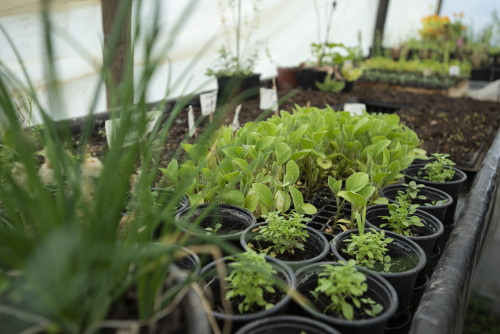 greenhouse plants green vegetables seedlings