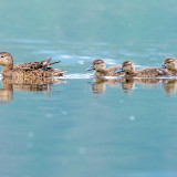 patitos